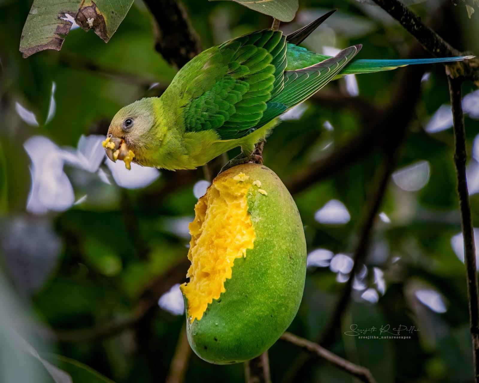 Nature Tones By Brdge Hospitality Maraiyūr Extérieur photo